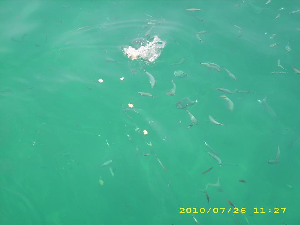 crapi - dsci1863.JPG